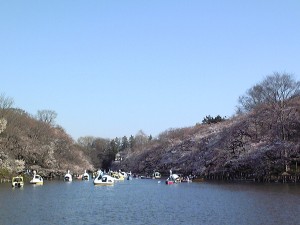 井の頭公園2011/04/05