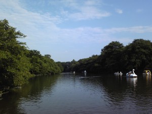 井の頭公園七井橋