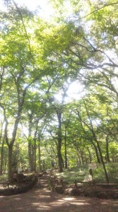 井の頭公園の雑木林