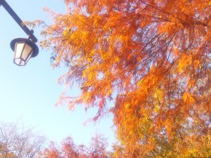 井の頭公園の紅葉