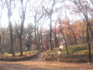 井の頭公園の雑木林