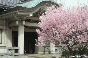 月窓寺の桜