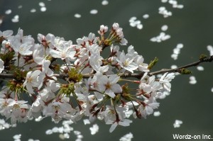 水面に散りゆく桜