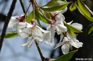 白い垂れ桜