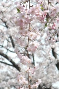 八重の垂れ桜