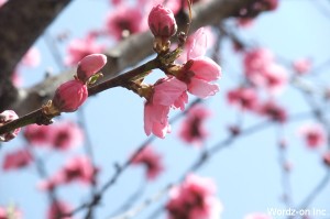 井の頭公園駅の桜