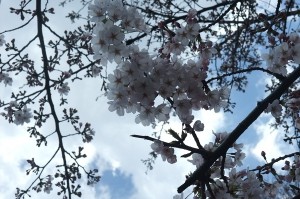 井の頭池のほとりの桜