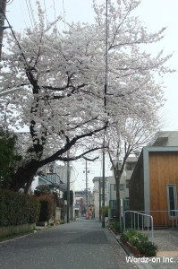 吉祥寺の桜