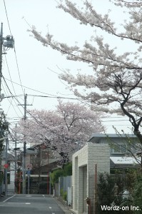 吉祥寺の桜