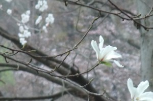 桜とこぶし