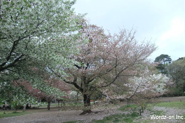 吉祥寺遅咲きの桜