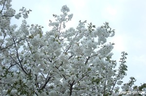 吉祥寺遅咲きの桜