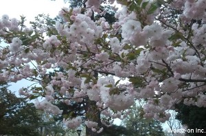 吉祥寺遅咲きの桜