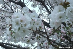 吉祥寺遅咲きの桜
