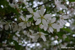 吉祥寺遅咲きの桜