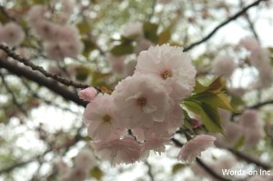 吉祥寺遅咲きの桜