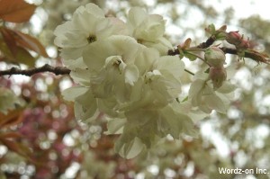 吉祥寺遅咲きの桜