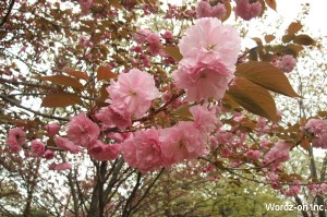 吉祥寺遅咲きの桜
