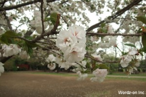 吉祥寺遅咲きの桜