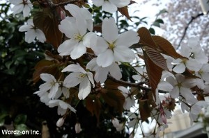 吉祥寺の桜