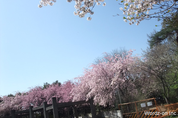 ３色の垂れ桜