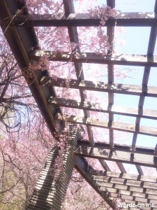 垂れ桜01