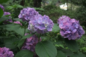 井の頭公園の紫陽花