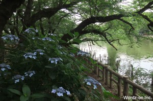 井の頭池と紫陽花