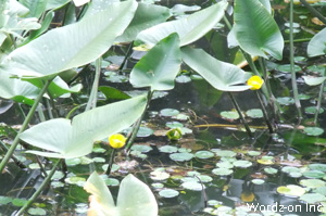 井の頭公園の蓮