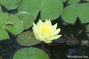 井の頭公園の睡蓮