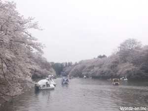井の頭池の桜
