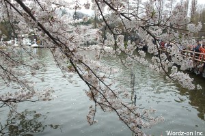 井の頭公園七井橋の桜