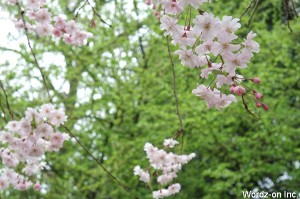 新緑と桜