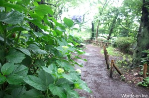 井の頭池の紫陽花