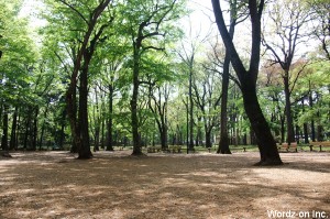 井の頭公園の雑木林