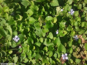 紫陽花の花びら