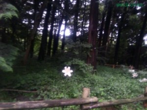 井の頭公園に群生する山ユリ